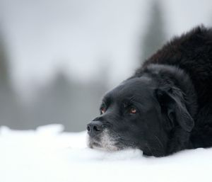 Close-up of black dog lying on snowy field