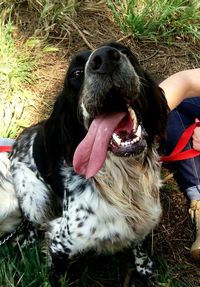 Low section of woman with dog on field