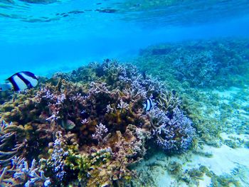 Fish swimming in sea