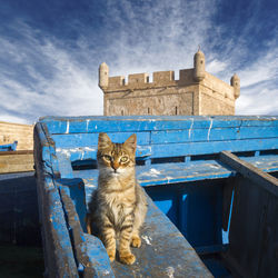 Portrait of cat sitting on roof