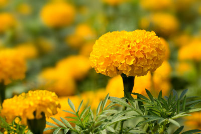 Close-up of yellow marigold flower