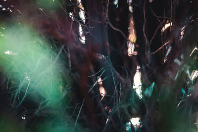 Full frame shot of trees in forest