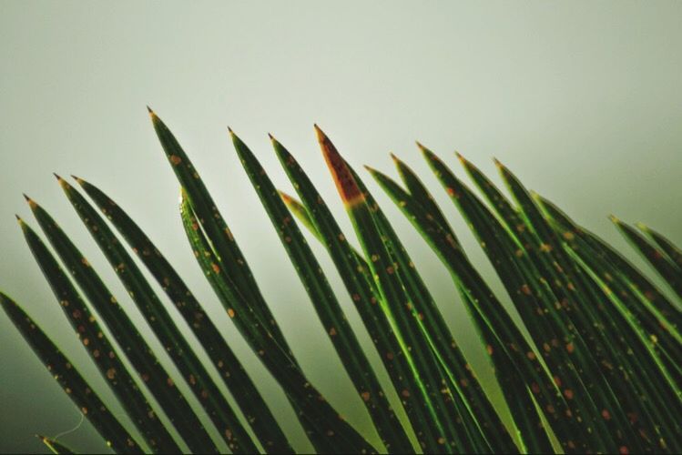 growth, nature, plant, leaf, no people, close-up, green color, aloe, frond, day, outdoors, freshness
