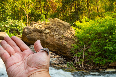 Midsection of person holding rock in forest