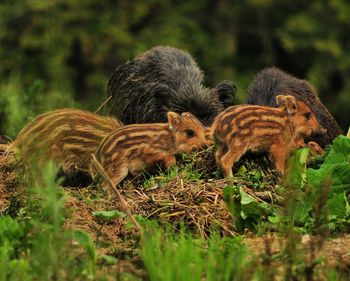 Wild boars with piglets in forest