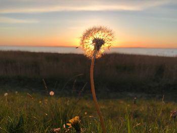 Close-up of dandelion on field during sunset