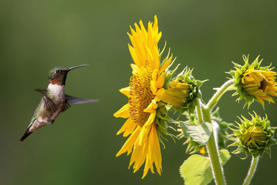 Male ruby throated hummingbird flying next to a sunflower bloom