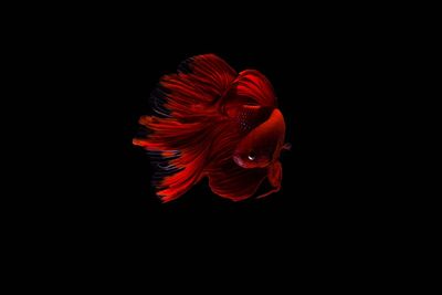 Close-up of red flower against black background