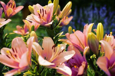 Close-up of pink tulips