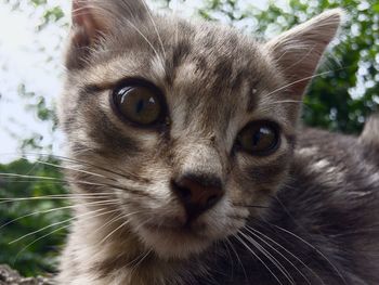 Close-up portrait of cat