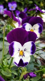 Close-up of purple flower