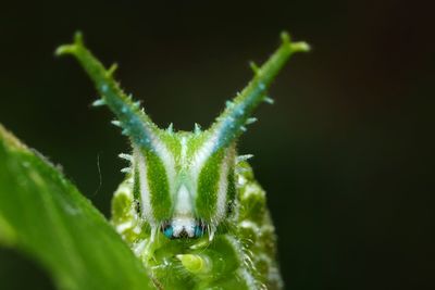 Close-up of insect on leaf