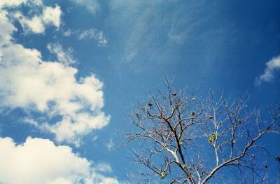 Low angle view of bare tree against blue sky