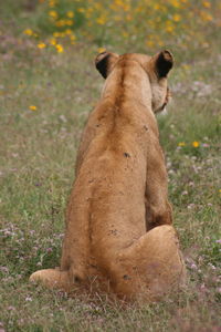 View of a cat sitting on field