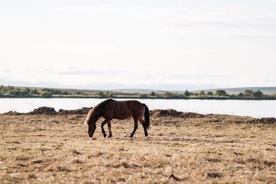 Horse grazing on field against sky