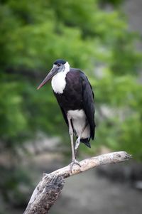 Close-up of bird perching on a tree