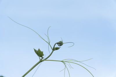 Low angle view of plant against clear blue sky