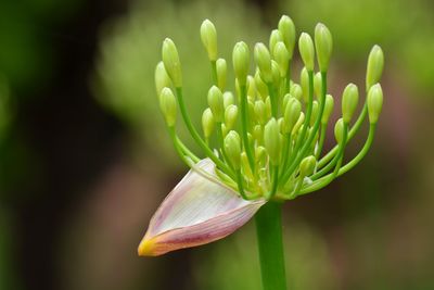 Close-up of flower buds