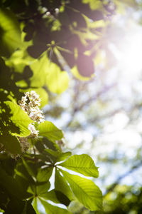 Low angle view of flowering plant