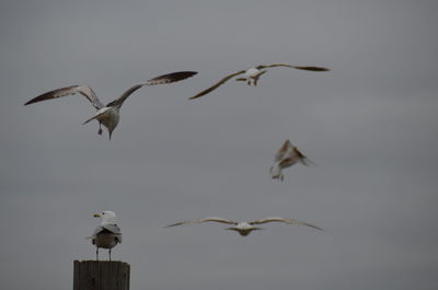 Low angle view of birds flying against sky