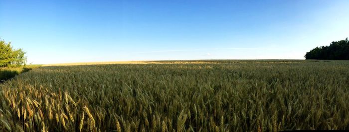 Scenic view of agricultural landscape against sky