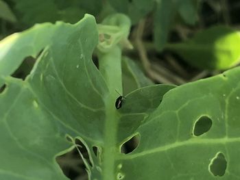 Close-up of insect on leaf