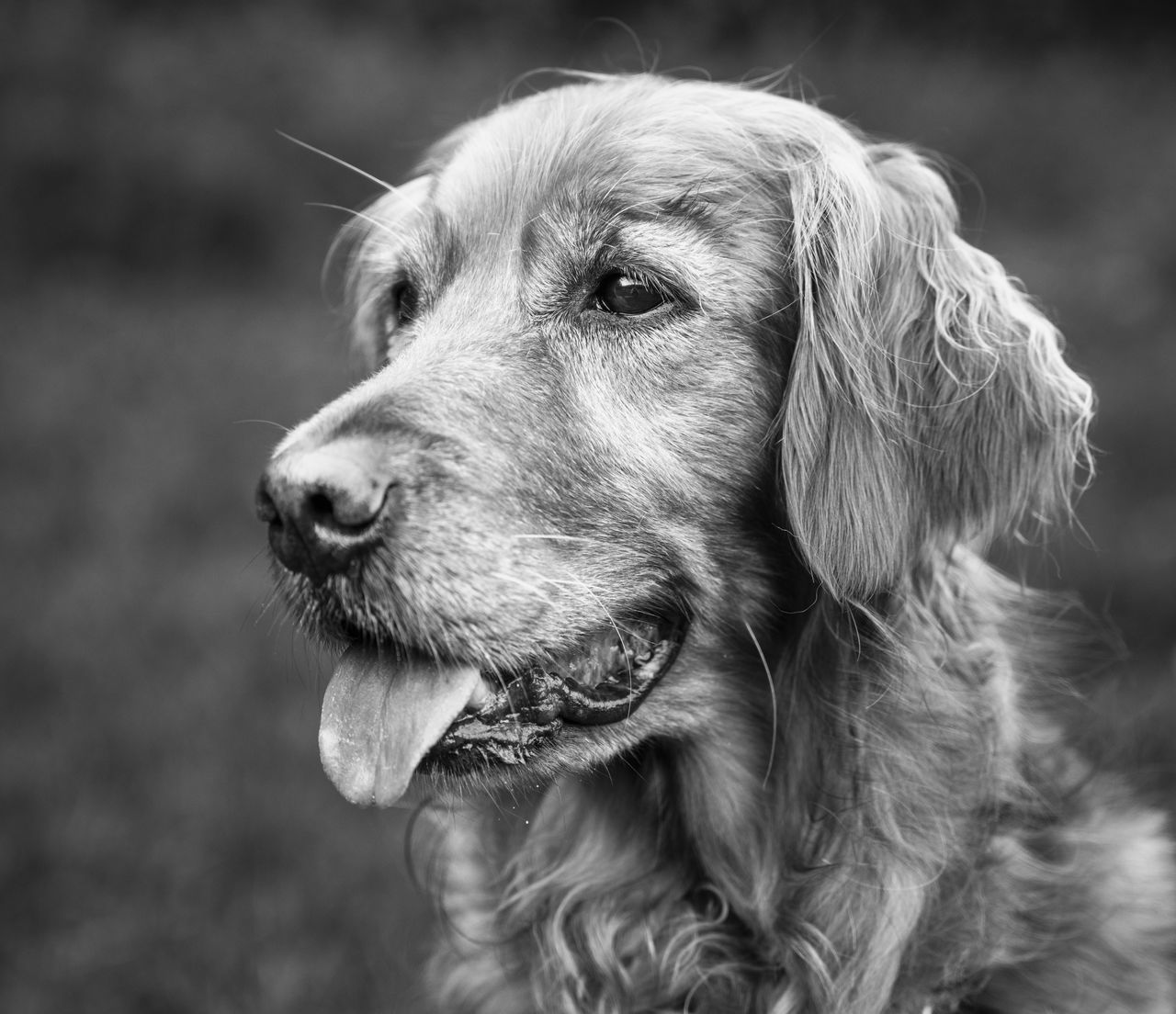 The Lady in Noir Animals & Insects Black & White Dog & Cats Dummy Golden Retriever Headshots Loulou Marc Ollivier Photography Nature Schoenfels One Animal Pet Animal Themes Animal Canine Dog Domestic Animals Mammal Black And White Monochrome monochrome photography Animal Body Part Looking Looking Away Focus On Foreground Black No People Animal Head  Close-up Carnivore Animal Hair Sticking Out Tongue Retriever