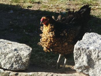 Close-up of rooster