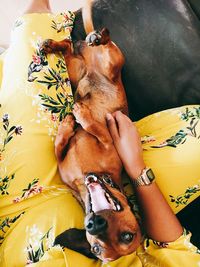 High angle view of dog relaxing on hand