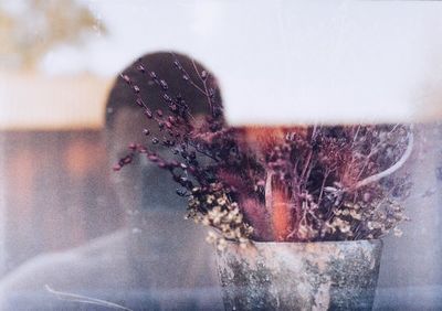 Close-up of flowers in window