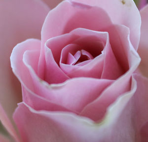 Close-up of pink rose