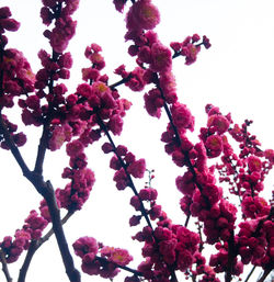 Low angle view of pink flowers on tree