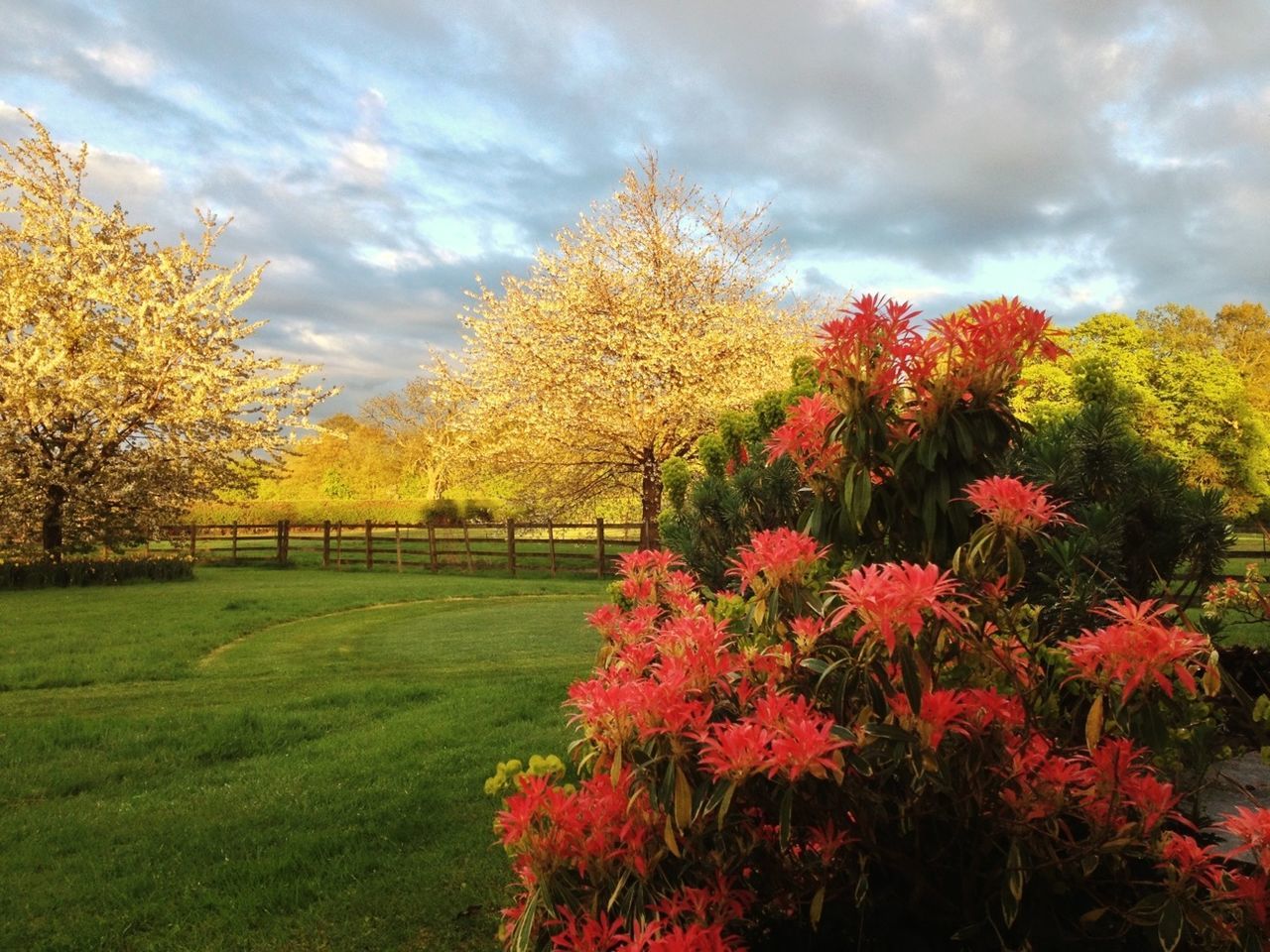 flower, sky, tree, cloud - sky, growth, beauty in nature, cloudy, nature, tranquility, freshness, tranquil scene, field, cloud, scenics, grass, landscape, plant, autumn, park - man made space, change