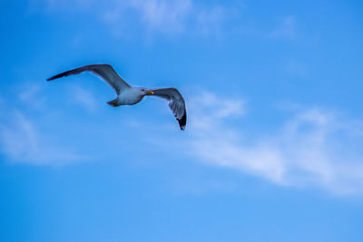 Low angle view of bird flying against blue sky