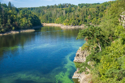 Scenic view of lake in forest