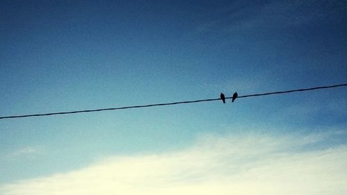 Low angle view of silhouette birds perching against clear blue sky
