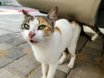 Close-up portrait of a cat