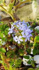 High angle view of purple flowers blooming outdoors