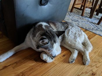 High angle view of a dog lying down on floor