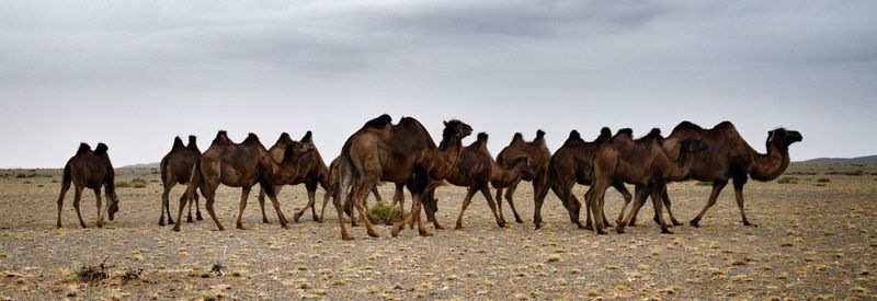 Horses standing on field against sky