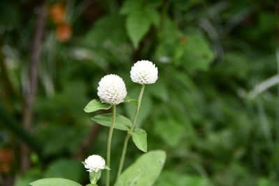 Close-up of white flowering plant