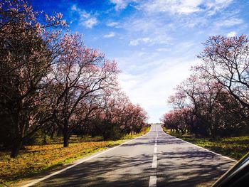 Road passing through forest