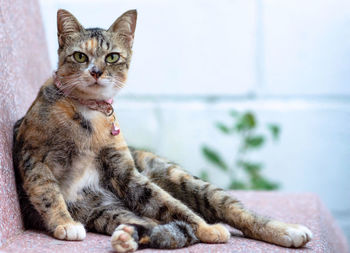 An adorable domestic cat with leopard color sitting on marble seat and looking at camera.