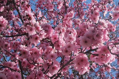 Low angle view of pink flowers blooming on tree