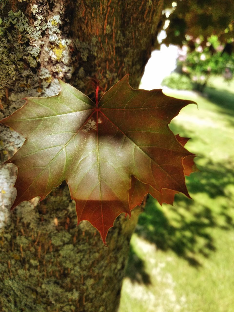 CLOSE-UP OF MAPLE LEAF ON TREE