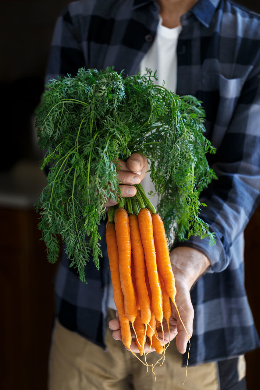 vegetable, carrot, food and drink, food, healthy eating, root vegetable, wellbeing, holding, freshness, organic, one person, adult, midsection, standing, bunch, men, indoors, front view, lifestyles, green, raw food, hand, agriculture, produce, floristry, studio shot, domestic life, occupation, clothing, vegetarian food