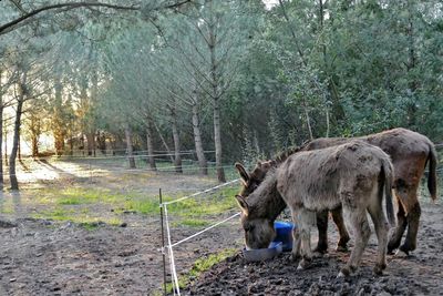 Donkeys drinking water from containers against trees