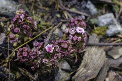 Close-up of purple flowers