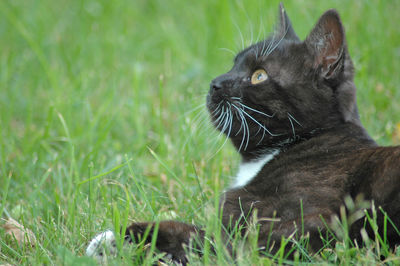 Cat lying on grass