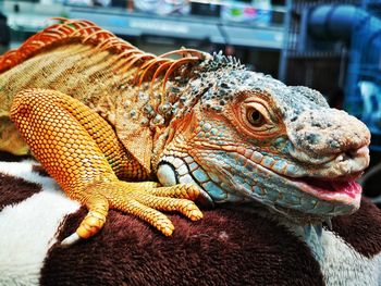 Close-up of a lizard